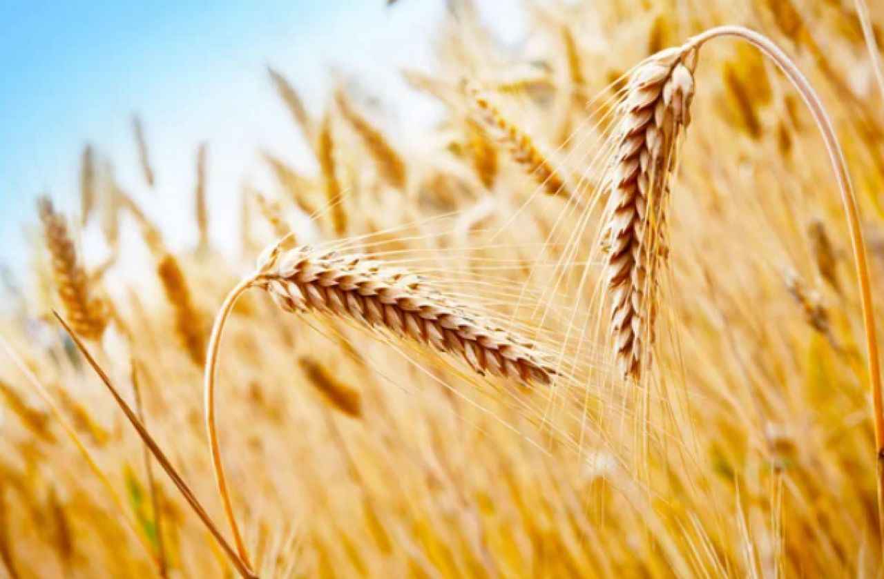 18,4 млн тонн зерновых намолочено в Казахстане