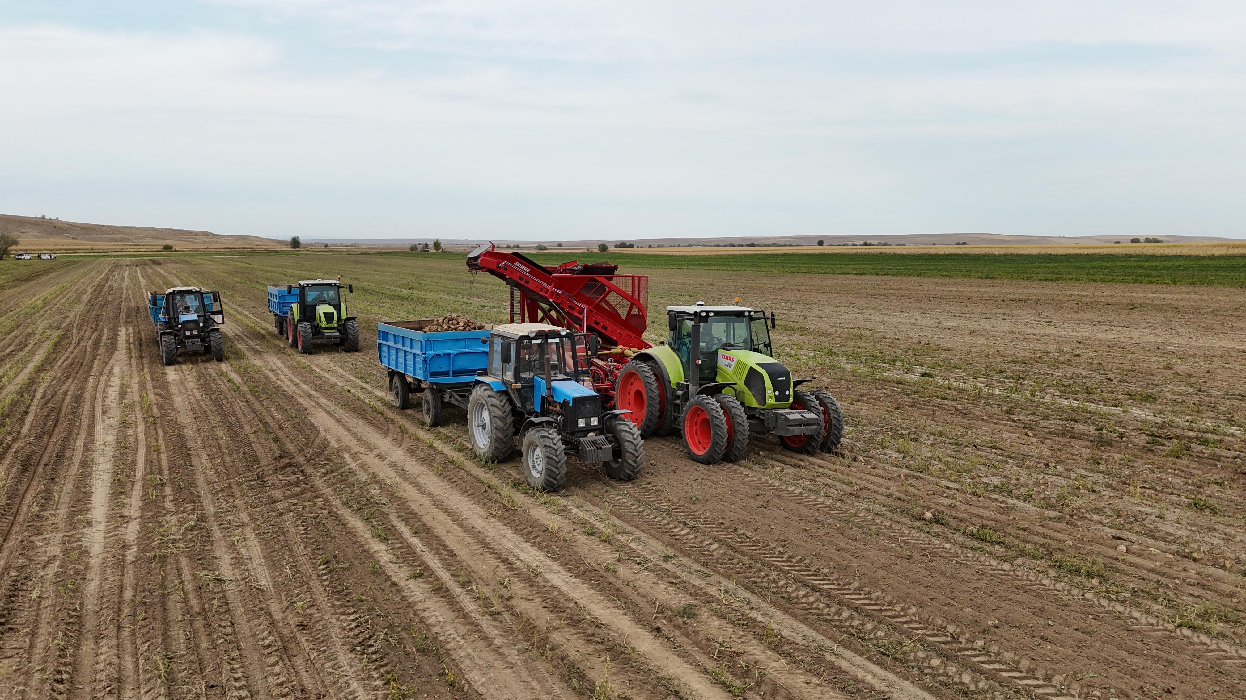 Сарқан ауданында күзгі дала жұмыстарының ең жауапты кезеңі – қант қызылшасын жинау науқаны басталды.