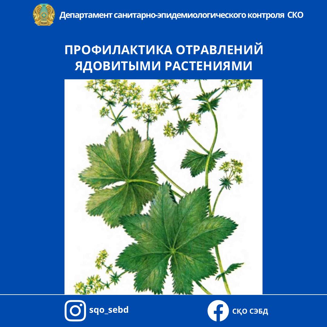 Профилактика отравлений ядовитыми растениями