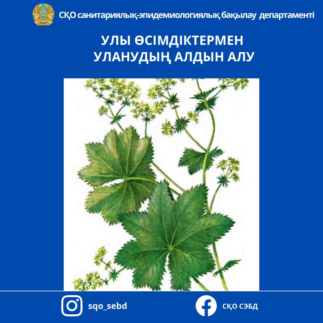 Улы өсімдіктермен уланудың алдын алу