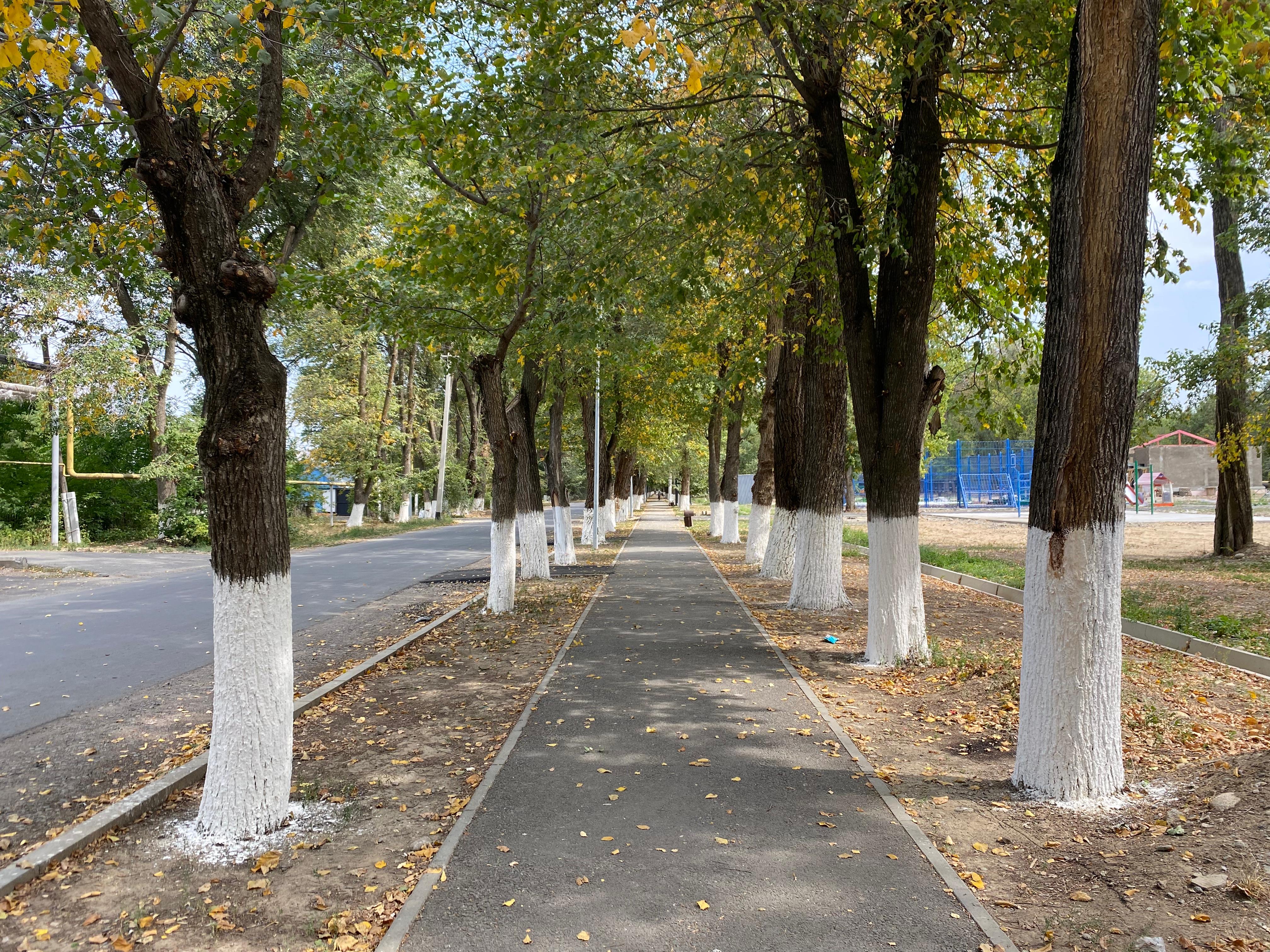 В области Жетісу в этом году в рамках программы «Таза Қазақстан» благоустроят 21 зеленую зону