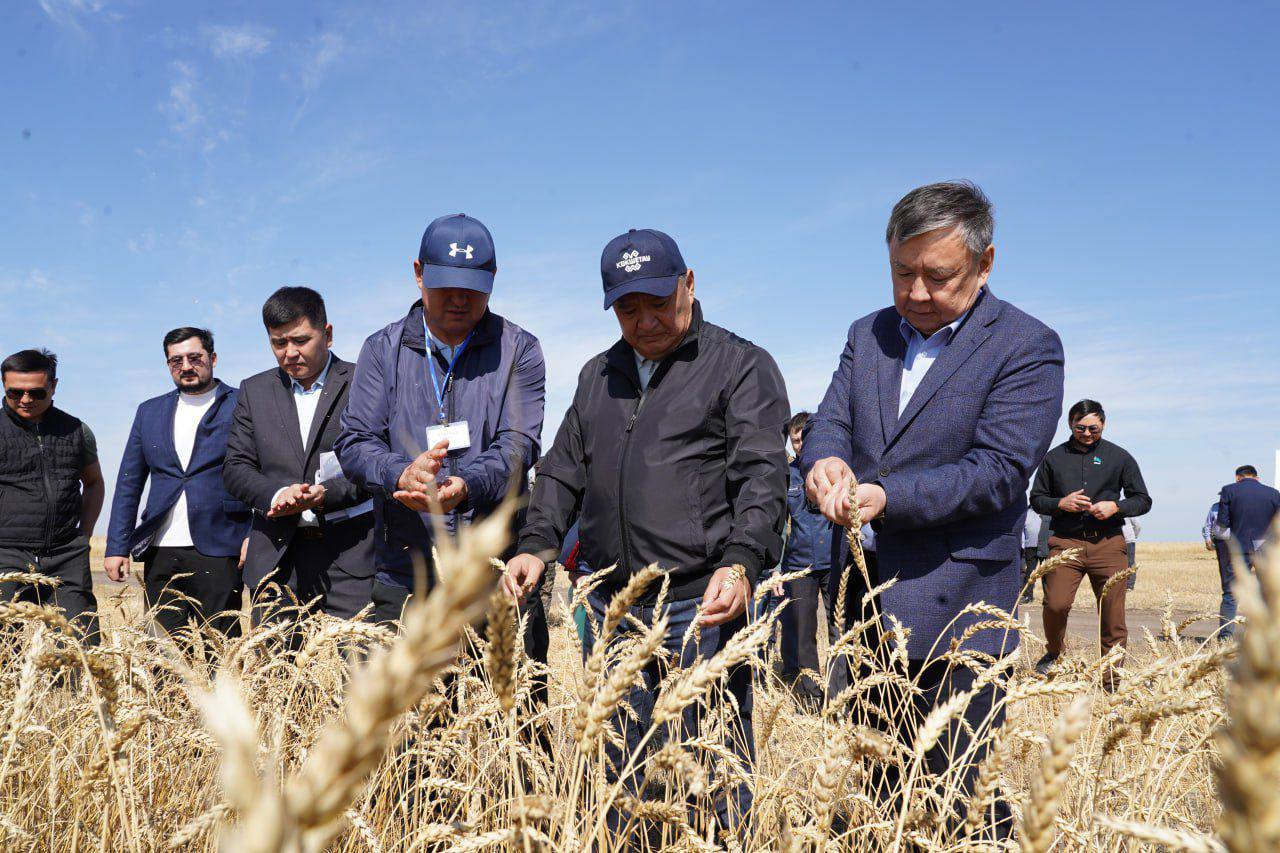 Ақмола облысында орақ науқаны қызу жүріп жатыр
