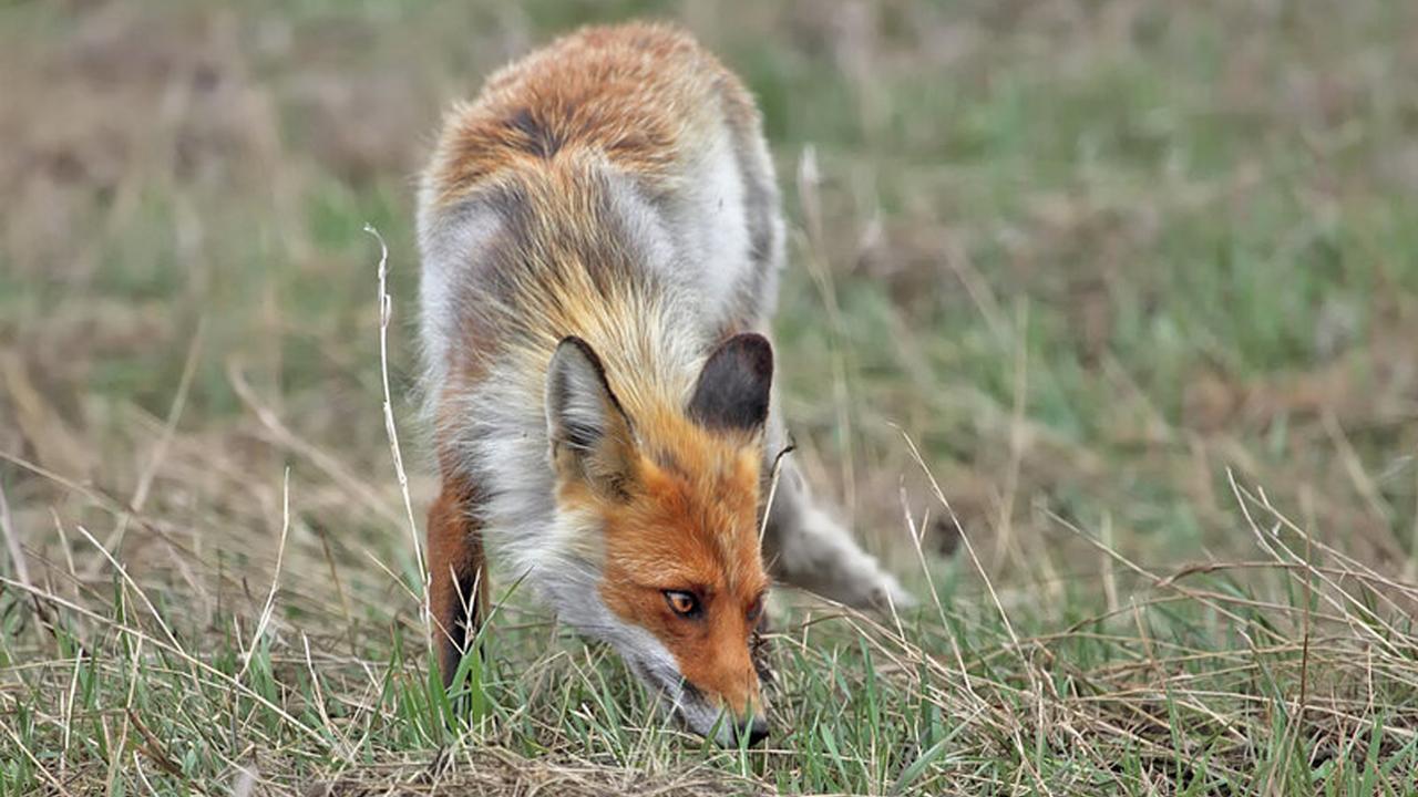 Қарағанды облысында аңшылық ережелері түсіндірілді