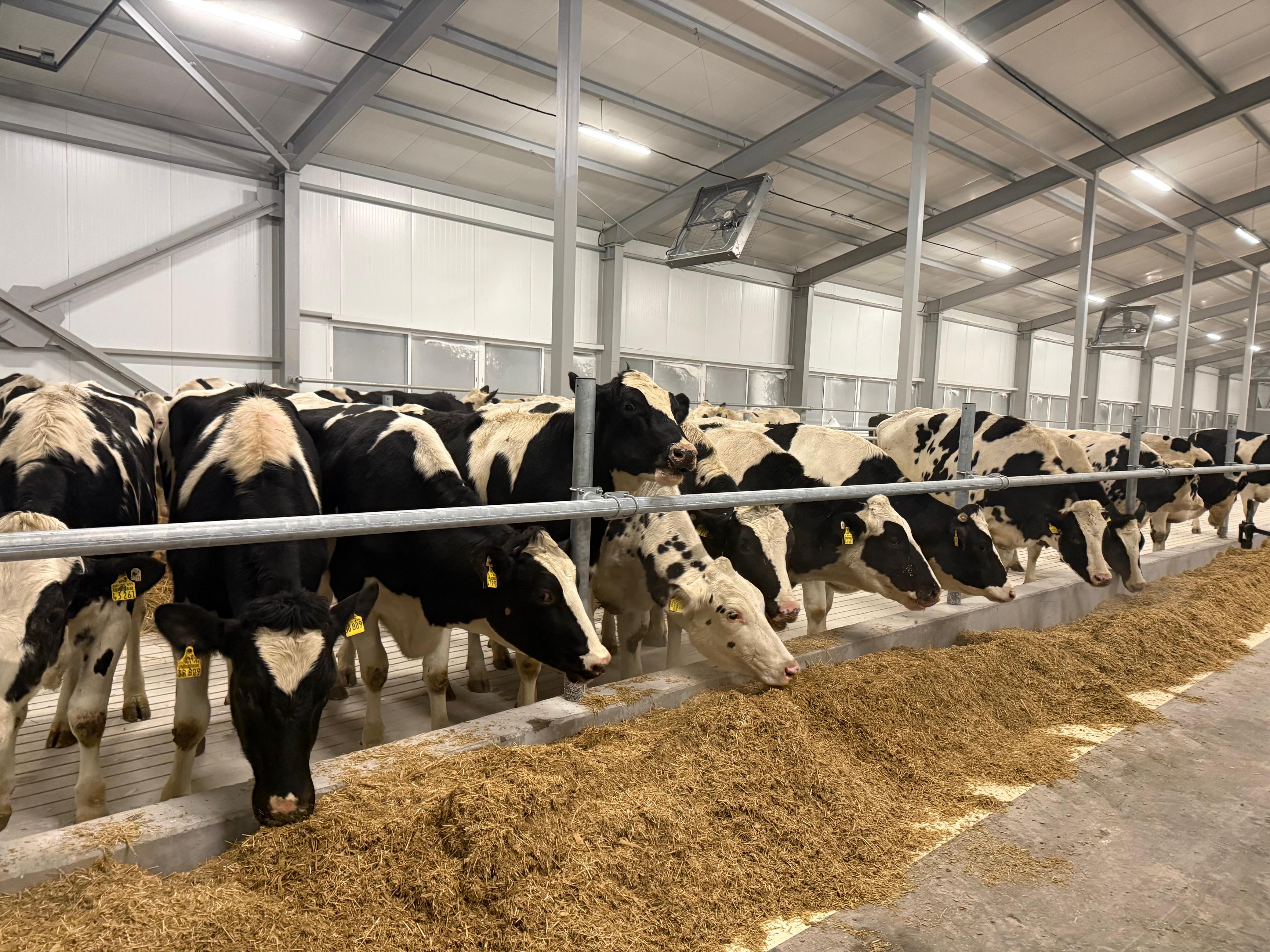 ТОО «Буденное СК» принял первую партию высокопродуктивного племенного скота.