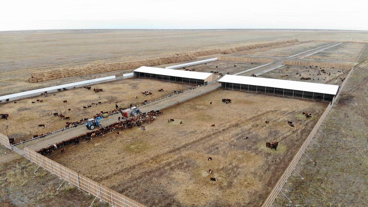Абай облысында 5 мың бас ірі қараға арналған бордақылау алаңы іске қосылды