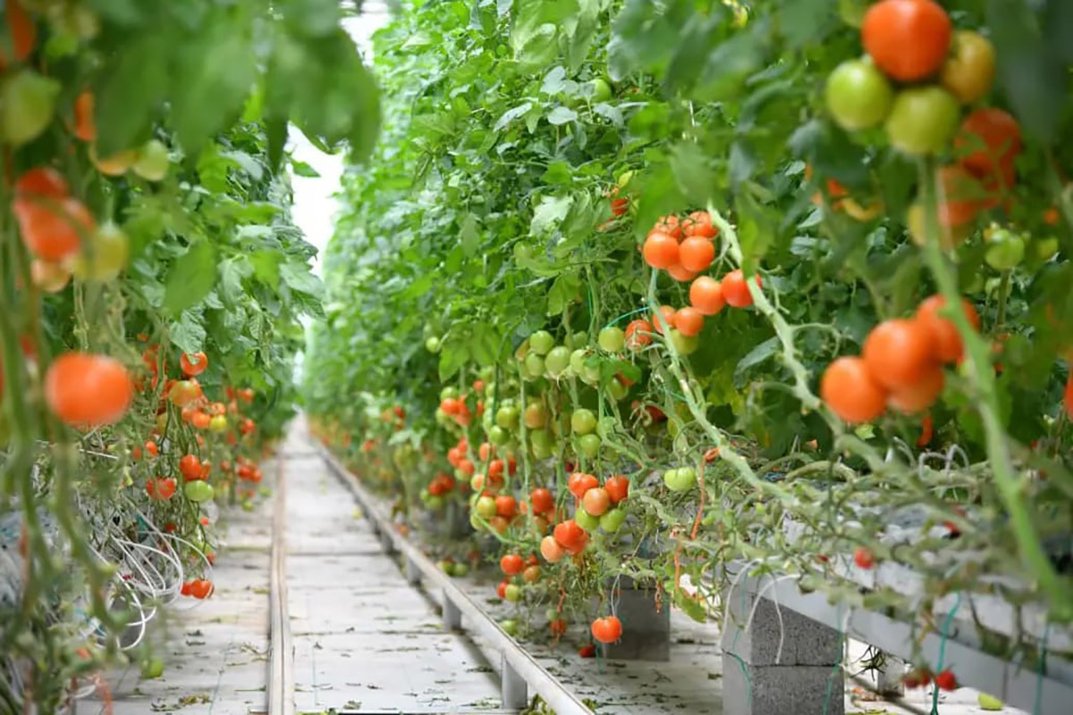 В ШЫМКЕНТЕ В ПРОШЛОМ ГОДУ БЫЛО СОБРАНО 82 ТЫСЯЧИ ТОНН СЕЛЬСКОХОЗЯЙСТВЕННОЙ ПРОДУКЦИИ