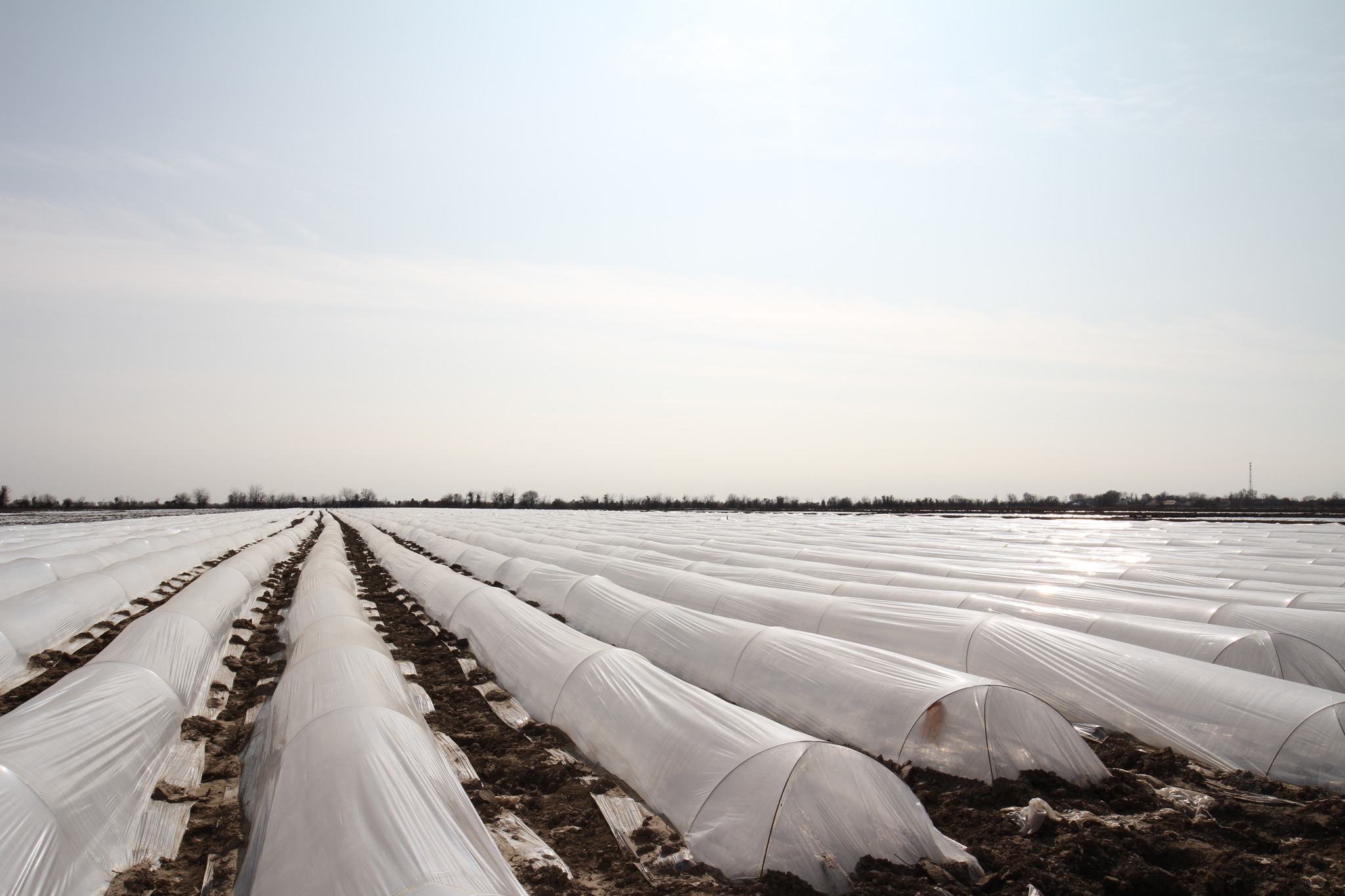 ТҮРКІСТАН ОБЛЫСЫНДА ЕРТЕ ПІСЕТІН КӨКӨНІС ДАҚЫЛДАРЫН ЕГУ ЖҰМЫСТАРЫ БАСТАЛДЫ