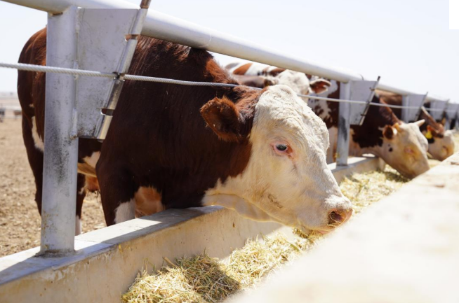 В Казахстане начал работу Союз животноводов