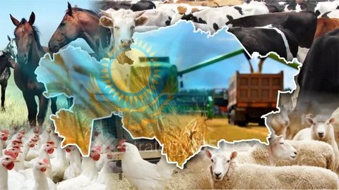 Мал шаруашылығы бойынша хабарландыру