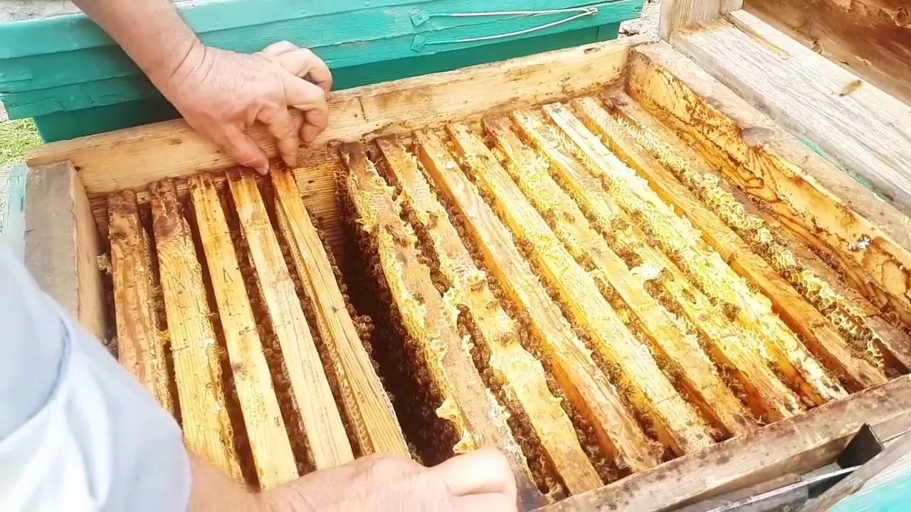 Пресечена попытка незаконного транзита продукции пчеловодства