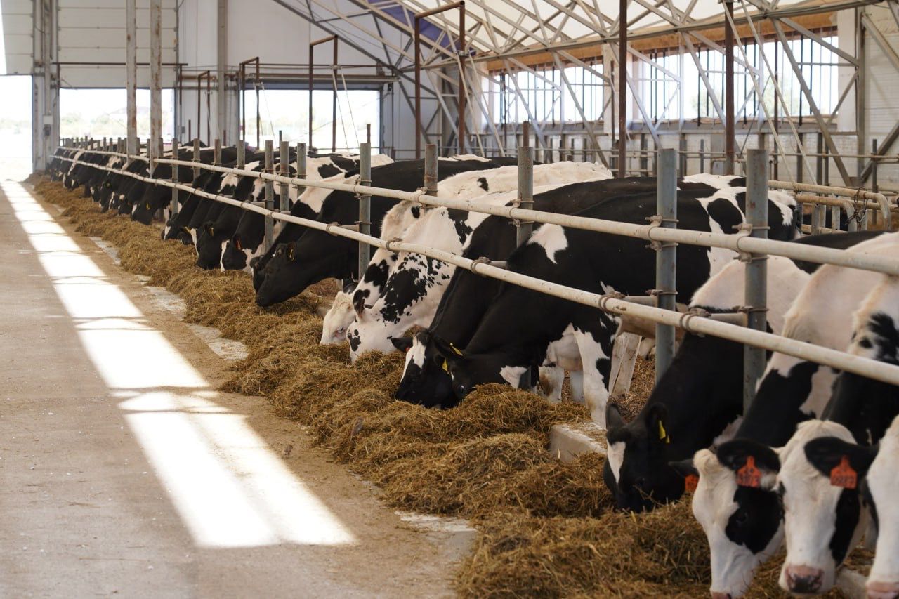 Алматы облысында инвестиция көлемі 88 млрд теңгеден асатын үй жануарларына арналған азық өндіру зауыты салынады