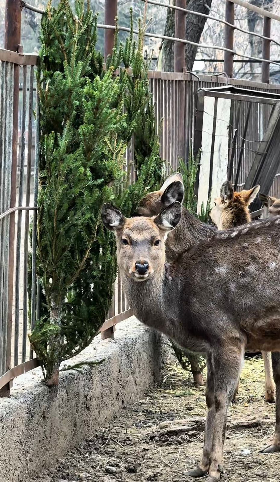 Алматинский зоопарк подвёл итоги акции «Сдай ёлку»