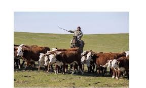 Ауыл шаруашылығы жануарларын жаю қағидалары бойынша ақпарат