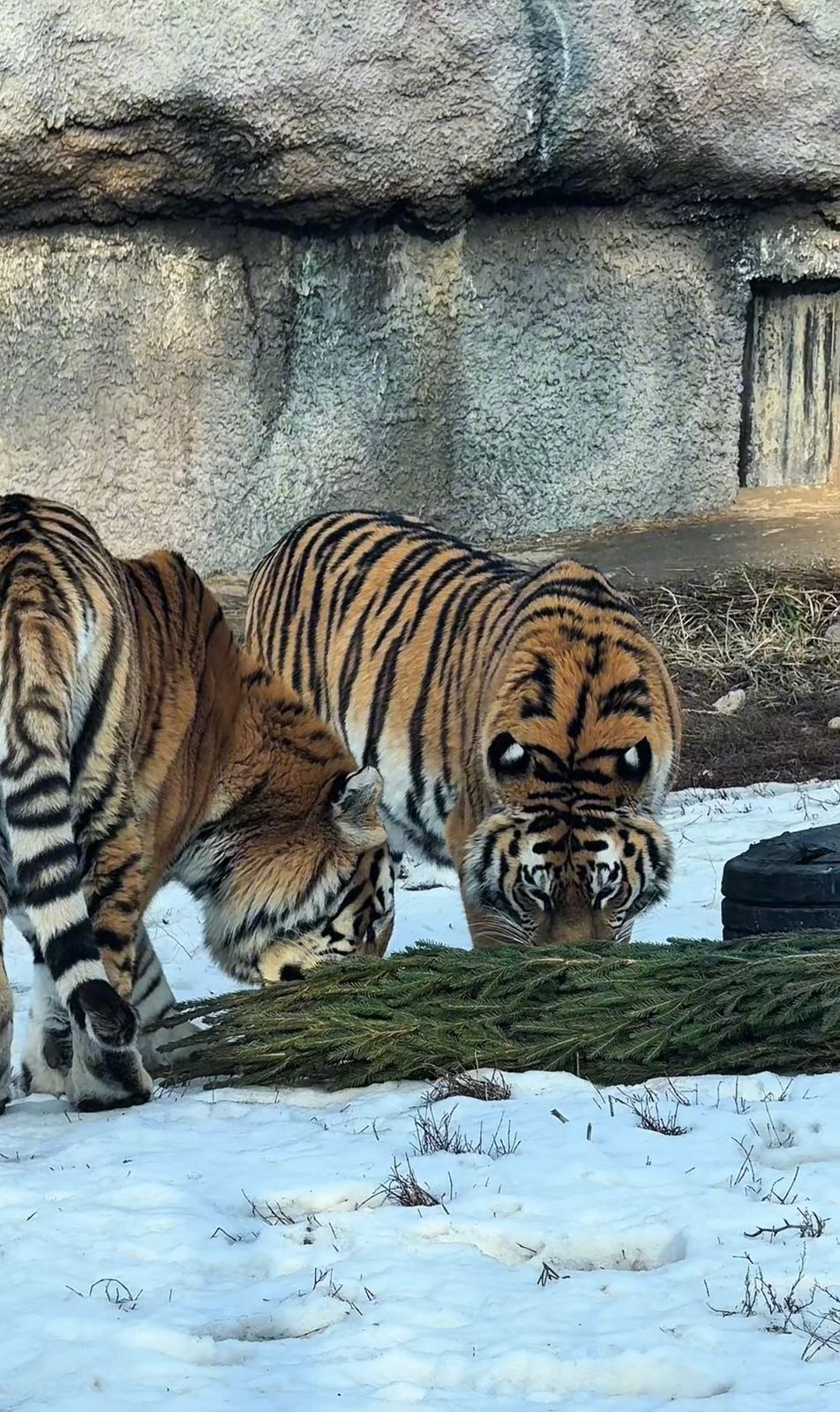 Более 50 алматинцев приняли участие в акции «Сдай ёлку» в зоопарке