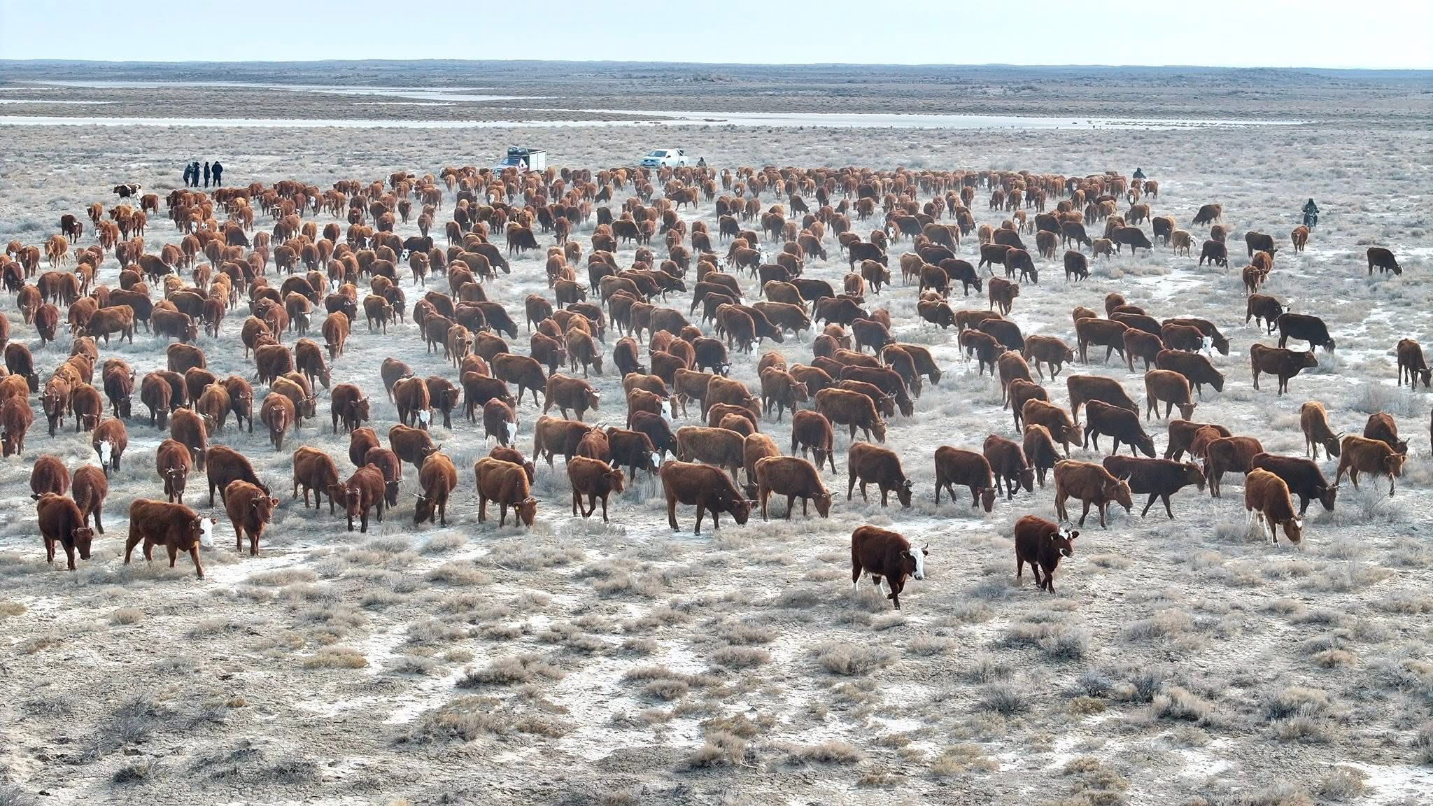 ТҮРКІСТАН: СОЗАҚТА АСЫЛ ТҰҚЫМДЫ ІРІ ҚАРА МАЛ САНЫ АРТЫП КЕЛЕДІ