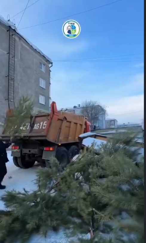 «Шырша жануарларға көмектеседі»