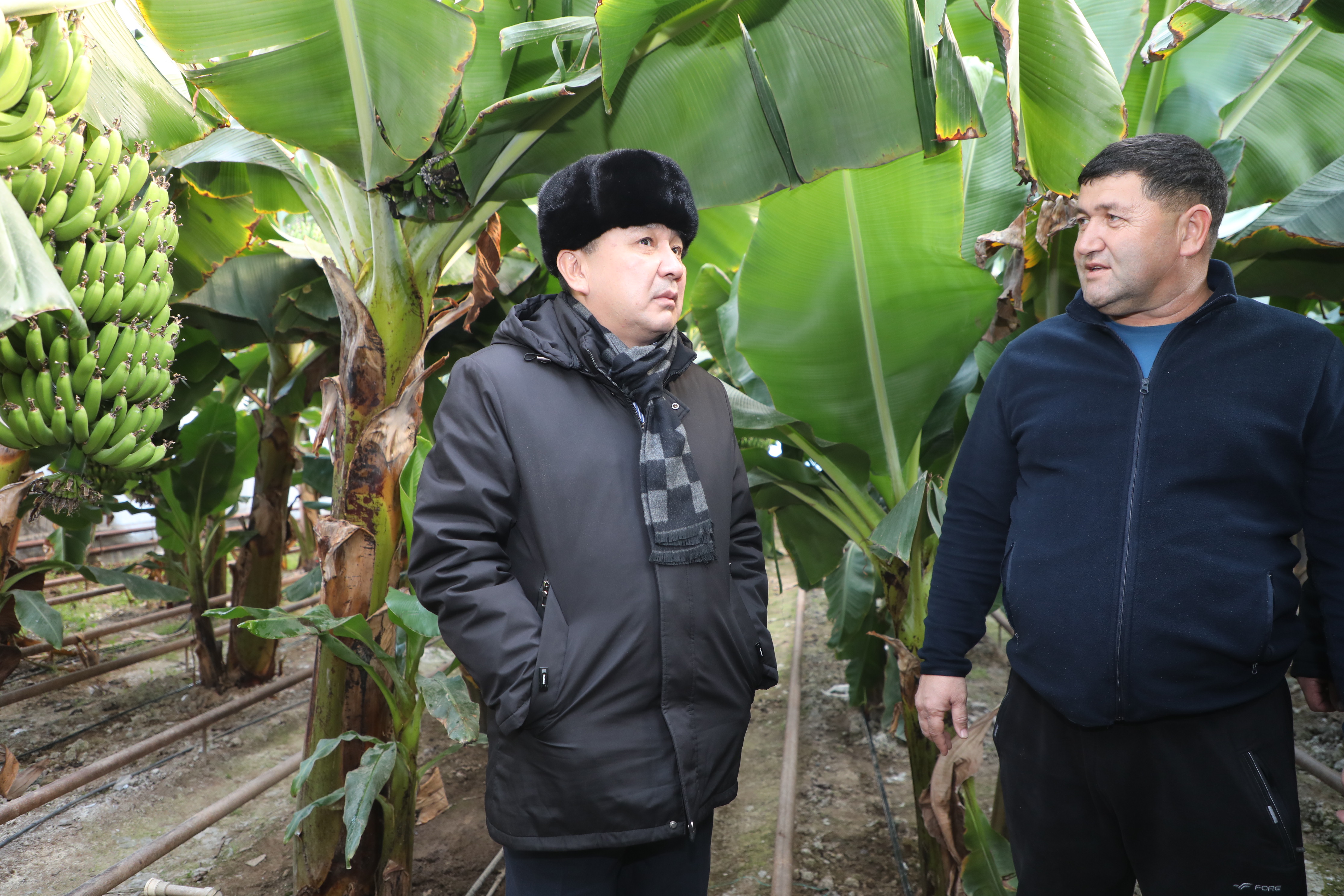 В САРЫАГАШСКОМ РАЙОНЕ ВЫРАЩИВАЮТ ВСЕМИРНО ИЗВЕСТНЫЙ СОРТ БАНАНОВ «КАВЕНДИШ»