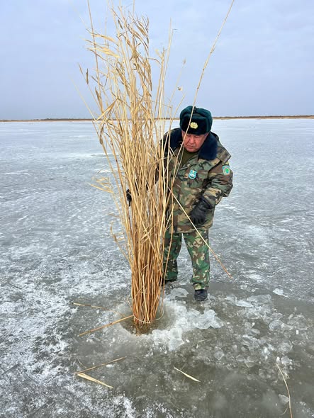 Прорубание лунок предотвращает гибель рыбы