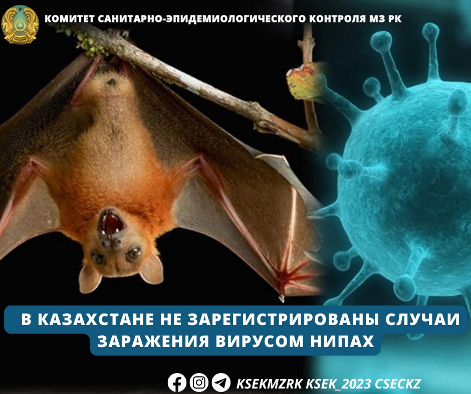 В Казахстане не зарегистрированы случаи заражения вирусом Нипах