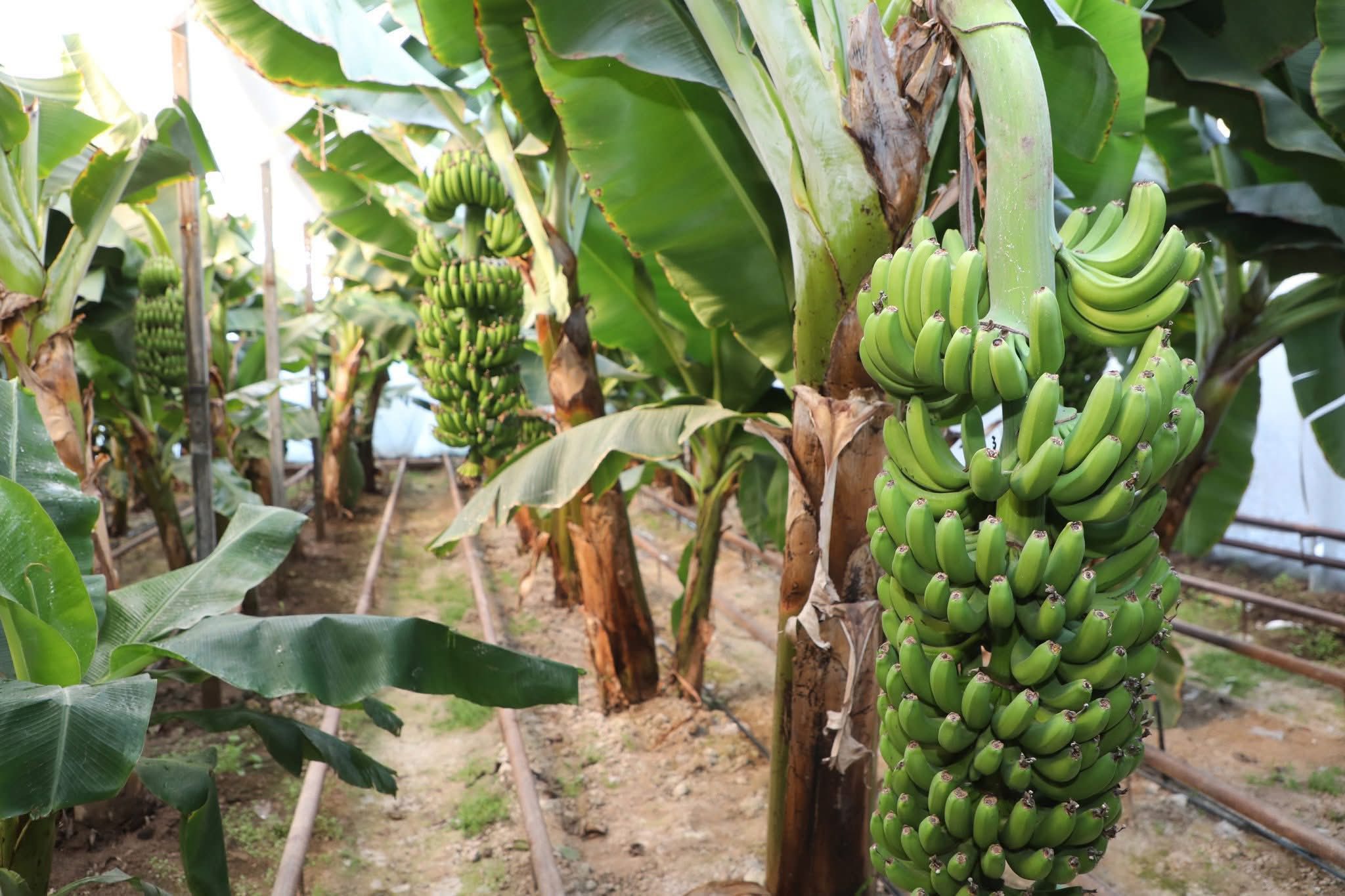 В САРЫАГАШСКОМ РАЙОНЕ ВЫРАЩИВАЕТСЯ МИРОВОЙ ИЗВЕСТНЫЙ СОРТ БАНАНОВ «КАВЕНДИШ»