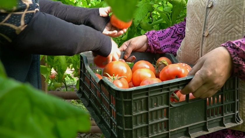 ЯНВАРСКИЙ УРОЖАЙ: В КЕЛЕСЕ ПОСПЕЛИ ПОМИДОРЫ