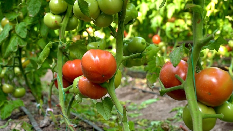 КРАСНЫЙ ПРОДУКТ ЯНВАРЯ: ПОМИДОР В КЕЛЕСЕ