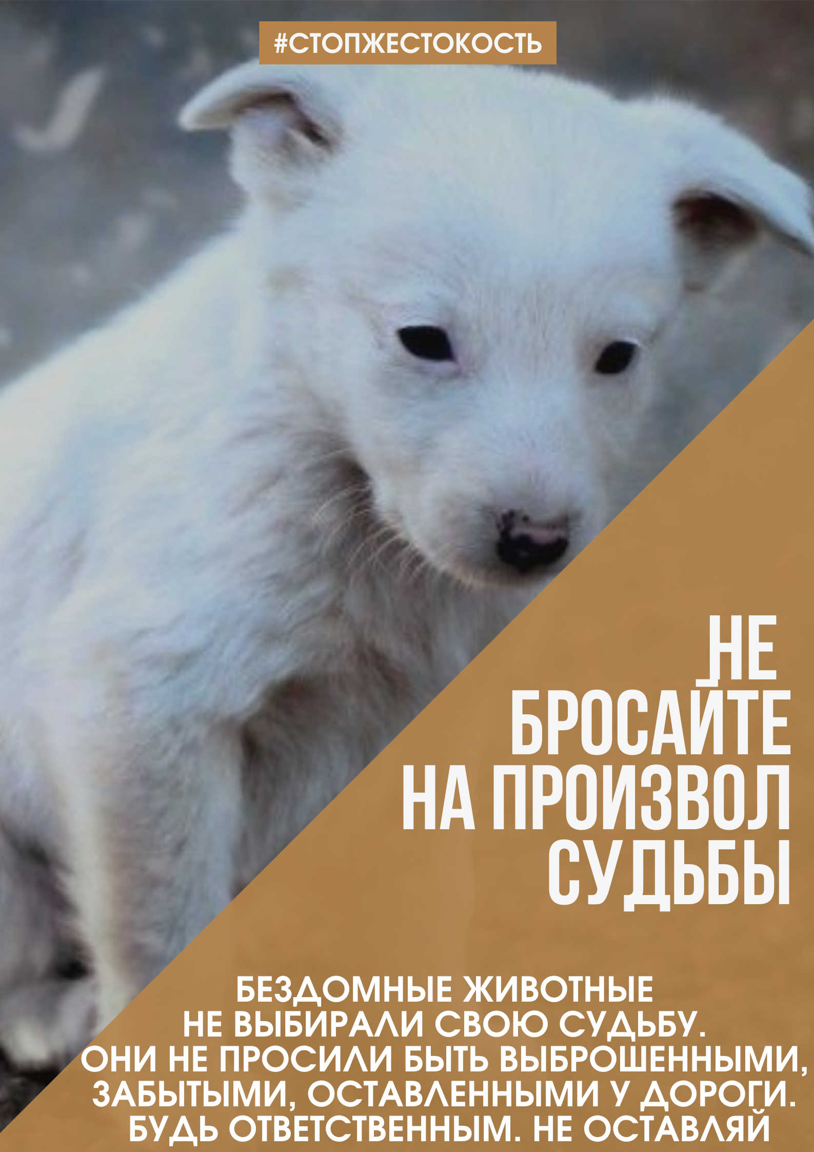 Не бросайте питомцев!