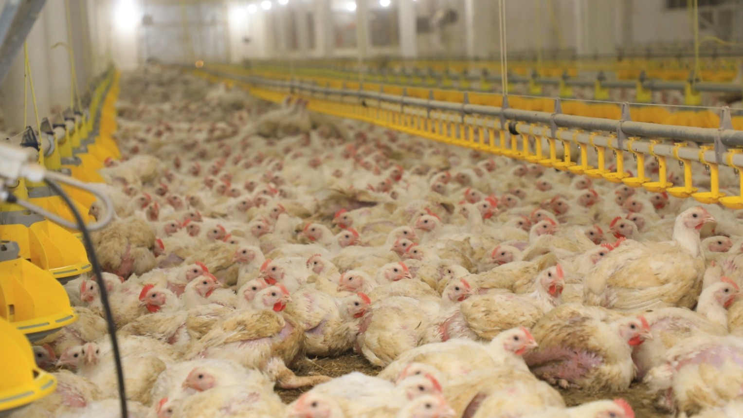 В Карагандинской области появился новый птичник с искусственным интеллектом