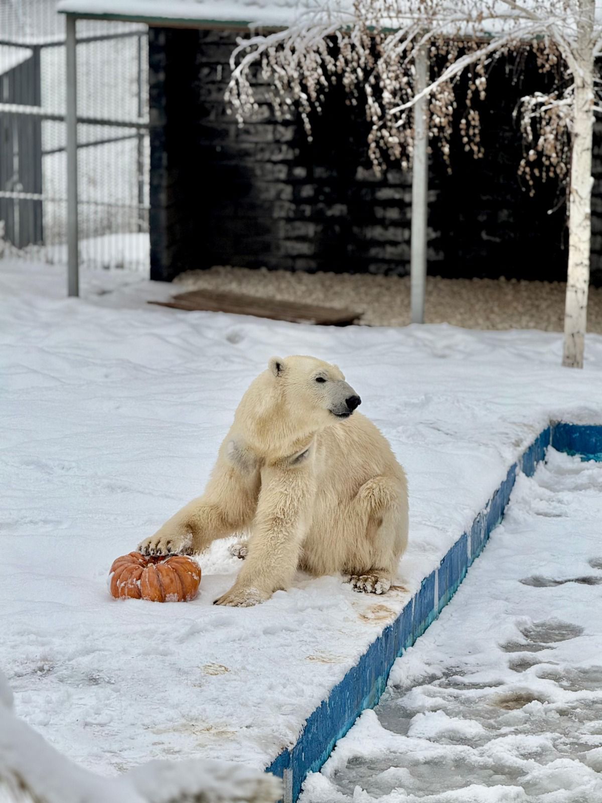 Алматы хайуанаттар бағында жаңа жануарлар түрі көбейіп, келушілер саны артып келеді