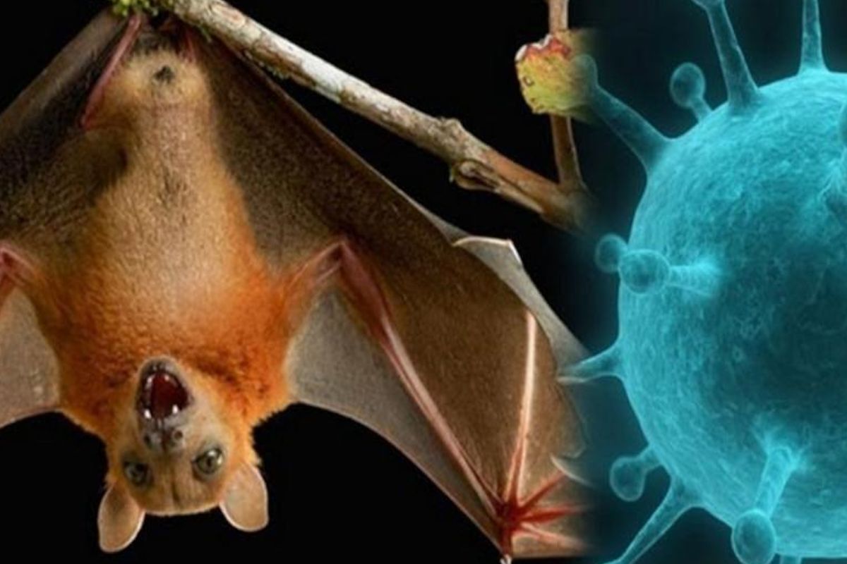 📌В Казахстане не зарегистрированы случаи заражения вирусом Нипах