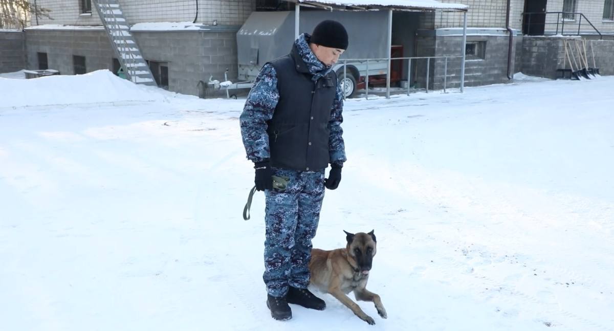 Кинологический центр: служебные собаки — надёжная сила в реализации принципа «Закон и порядок»