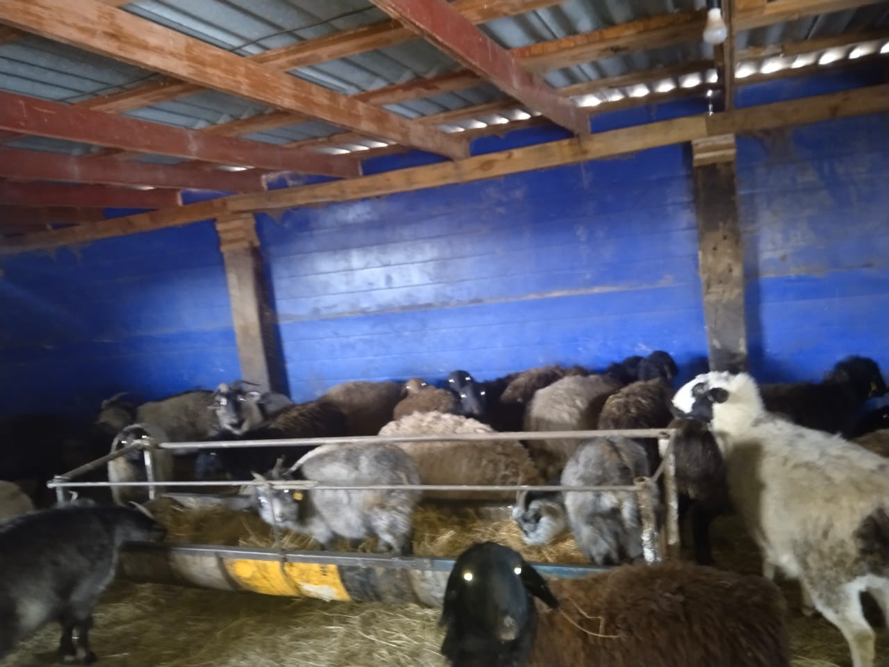 Ауыл тұрғыны «Ауыл аманаты» бағдарламасы аясында жеңілдетілген несие алды