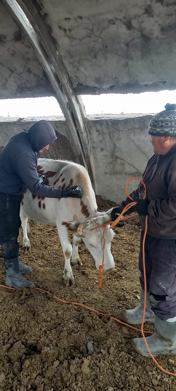 Эпизоотияға қарсы іс-шаралар