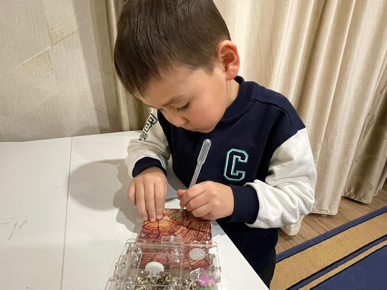 Құмырсқалардың сандық құпиясы: кіші зерттеушінің үлкен жаңалығы