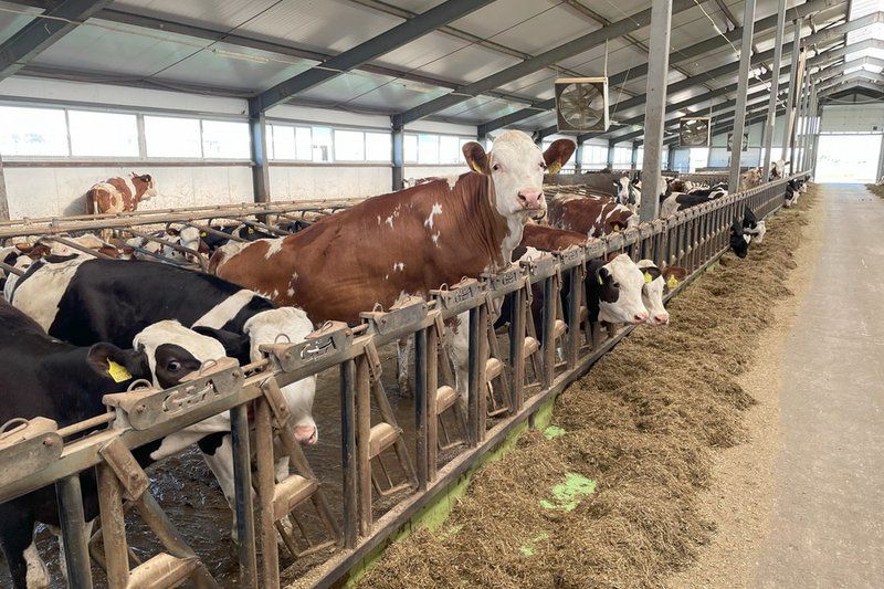 Қонаевта сүт-тауарлы фермасы салынады