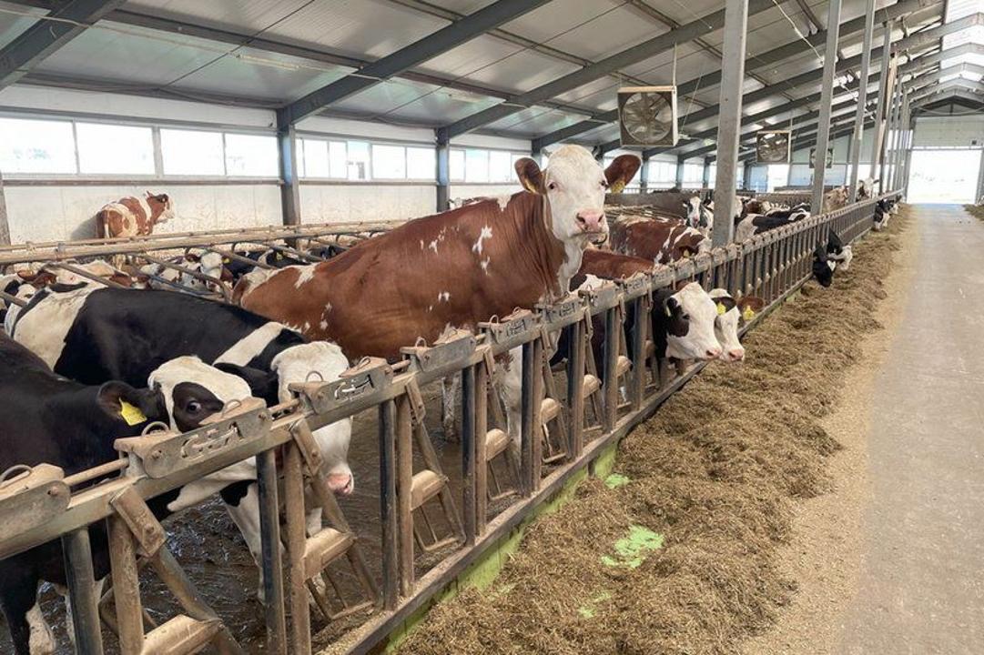 Алматы облысында 1200 басқа арналған сүт-тауарлы фермасы салынады