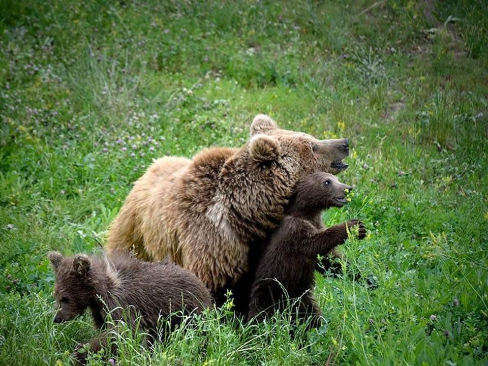 Алматы хайуанаттар бағы пайдаланылған табиғи жаңа жылдық шыршаларды қабылдау акциясын бастады