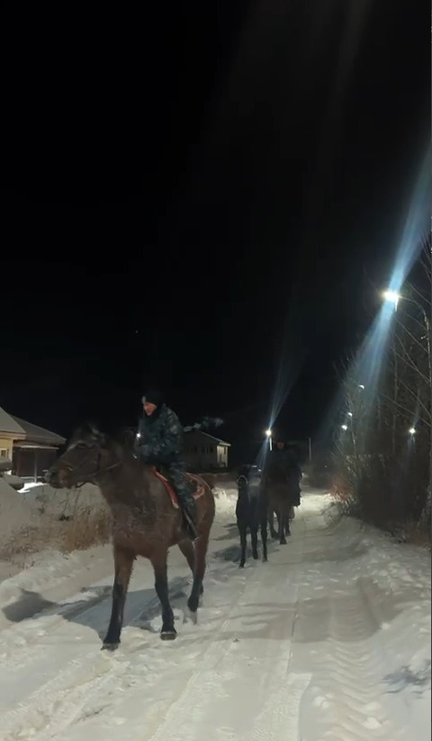 В СКО полицейские-кавалеристы во время метели разыскали пропавших лошадей