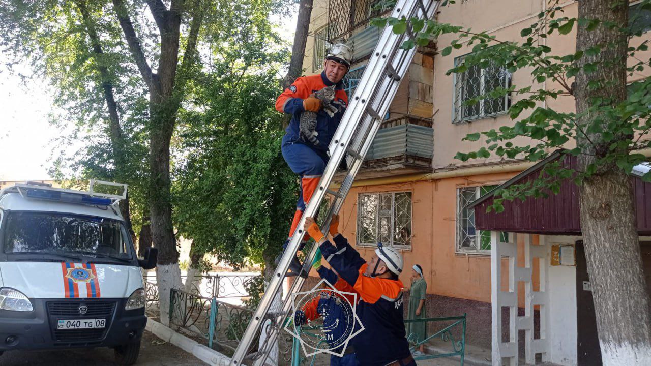 400-ден астам жануарды құтқару дерегі: 2025 жылы ҚР ТЖМ қызметкерлері жануарларға қалай көмек көрсетті