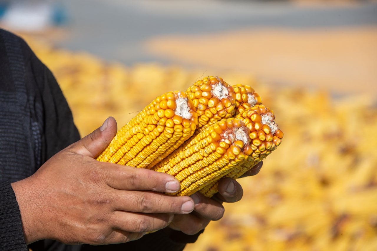 Президент тапсырмаларын орындау: Қазақстанда агроөнеркәсіп кешеніндегі терең өңдеу жобалары жүзеге асуда