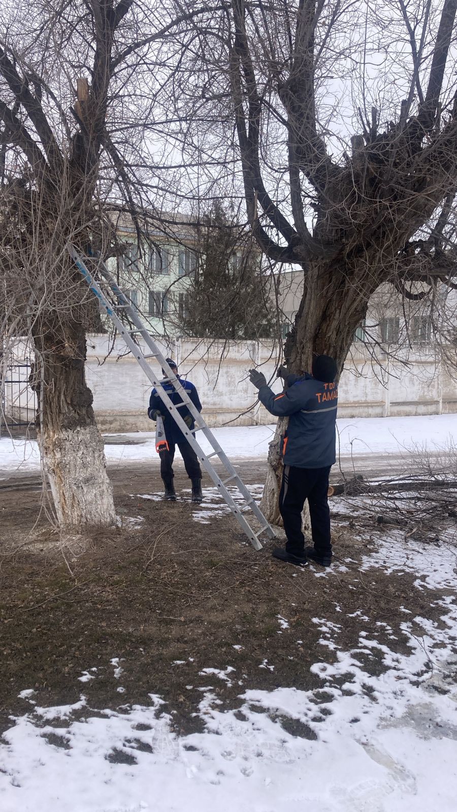 Ескелді би ауылында Жансүгіров көшесі бойында ағаштарды кесу жұмыстары жүргізілуде