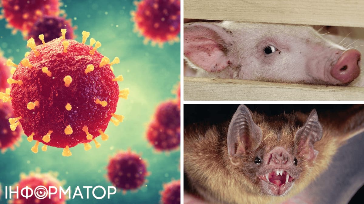 Нипах вирусы: негізгімәліметтержәнесақтықшаралары