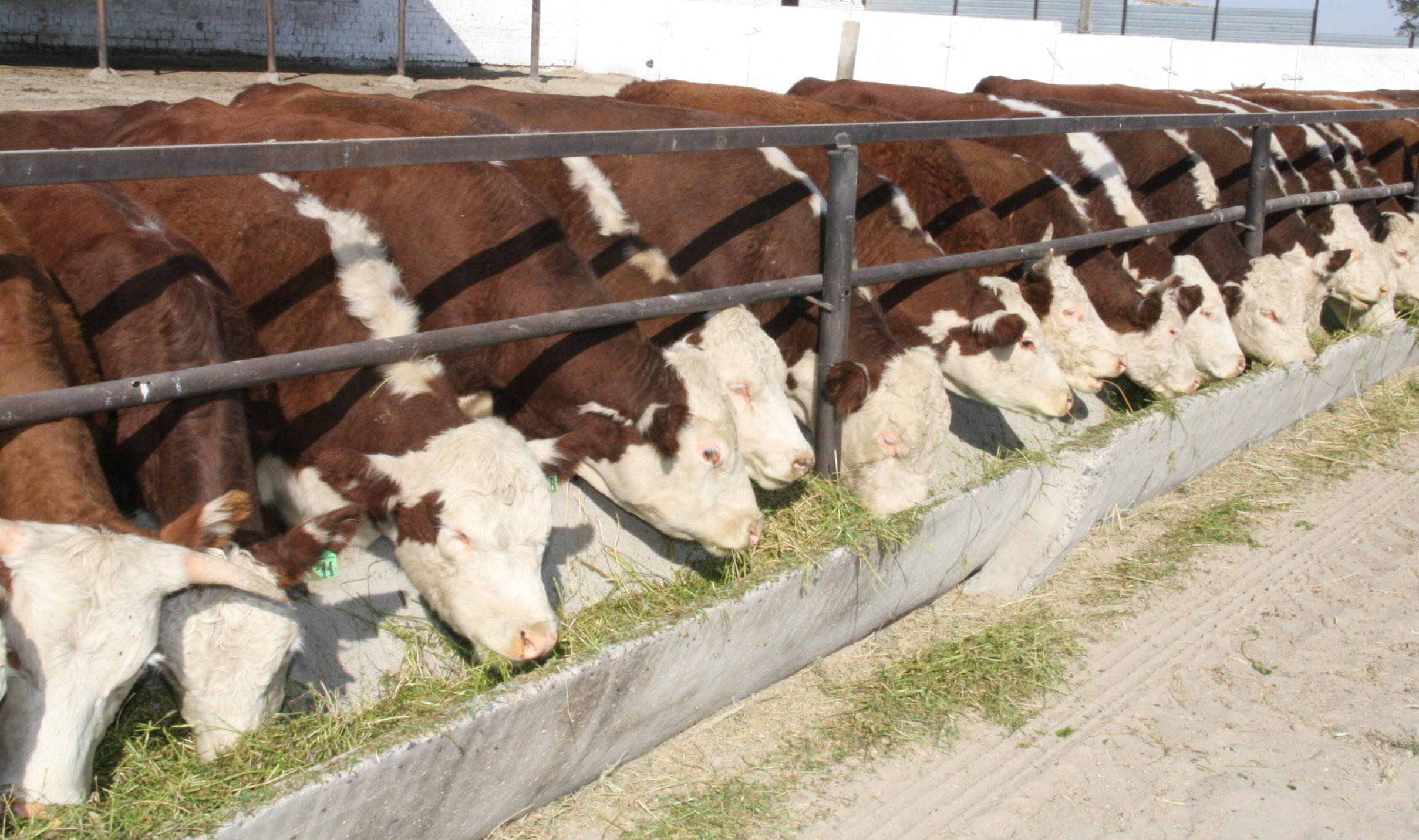 В области Жетісу более трех тысяч хозяйств занимаются животноводством