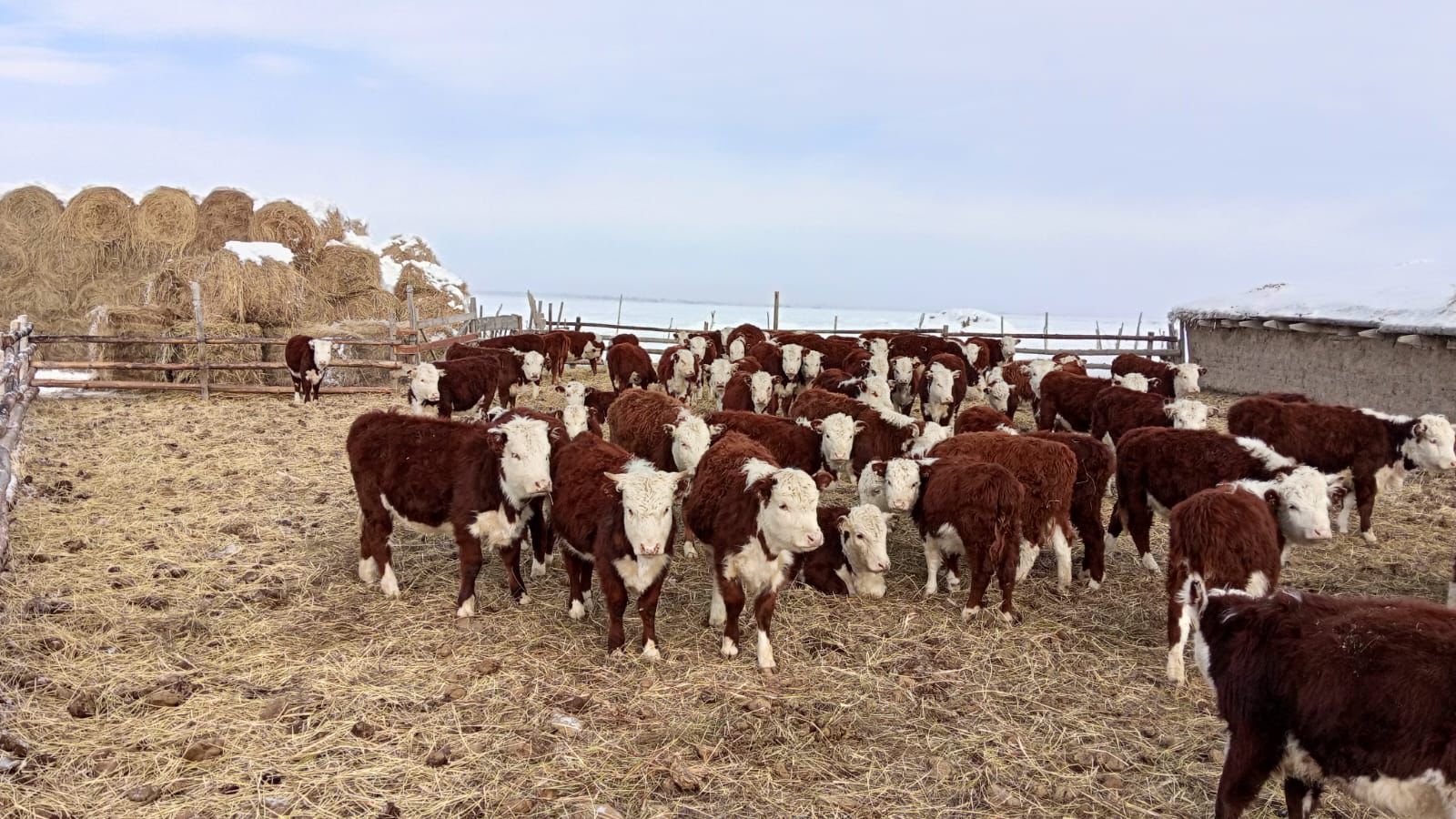 Ақсуат ауданында асыл тұқымды мал өсіретін шаруашылықтар саны артып келеді