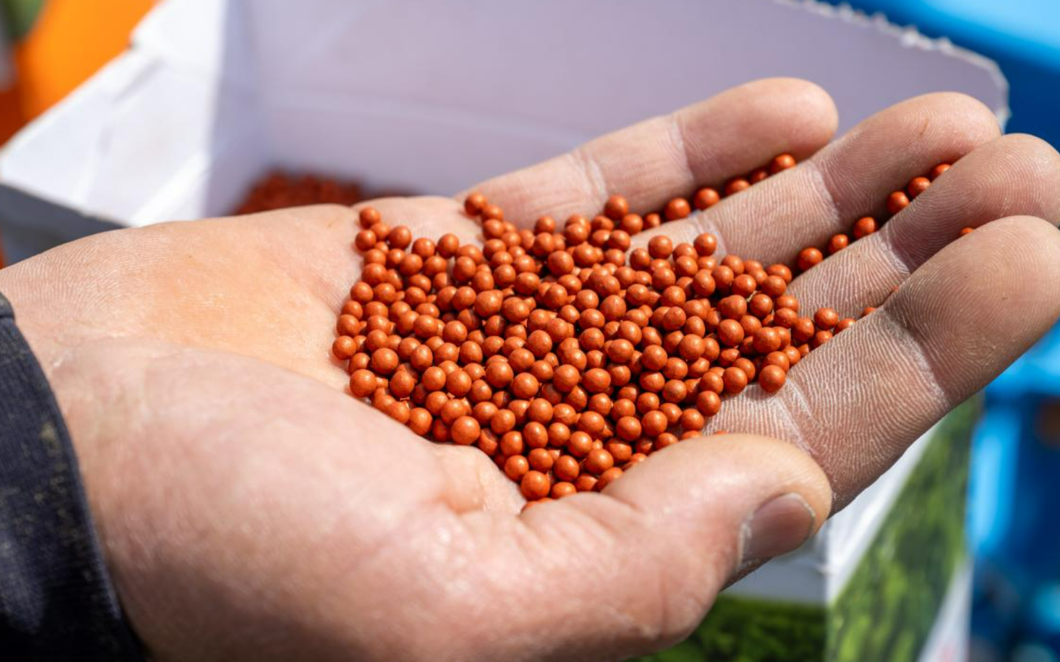 Тұқымнан өнімге дейін: Жетісуда қант қызылшасының ерте пісетін сорты пайдаланылады