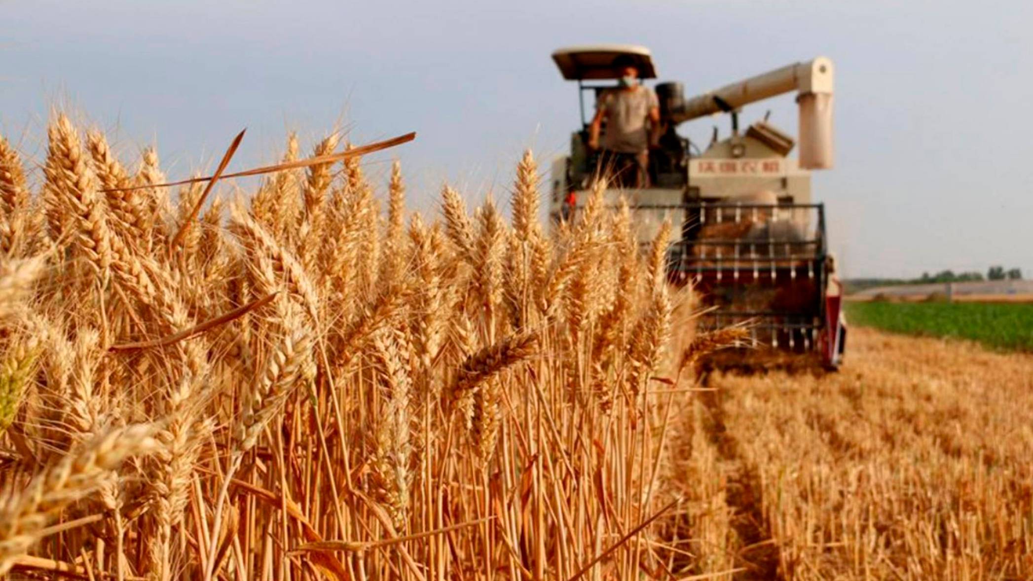 Сенімді болжам үлкен егіннің КЕПІЛІ