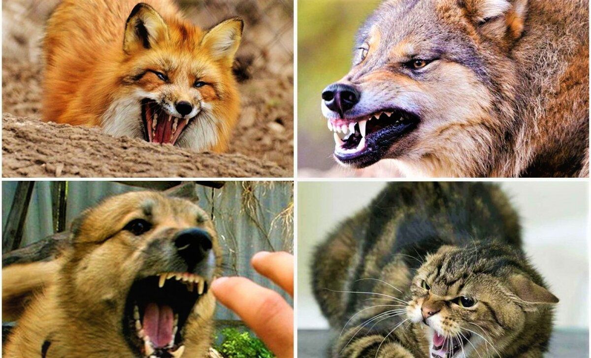 Құтырма ауруының адам үшін қауіптілігі қандай?