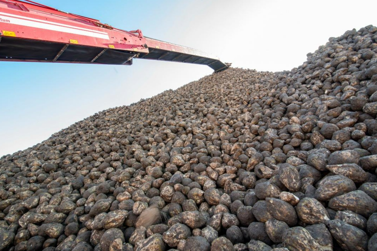 Тұқымнан өнімге дейін: Жетісуда қант қызылшасының ерте пісетін сорты пайдаланылады