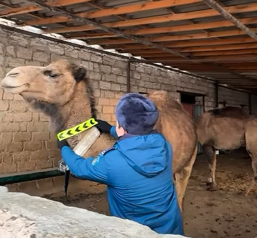 «Құқықтық тәртіп» жедел-профилактикалық іс-шарасы өткізілді
