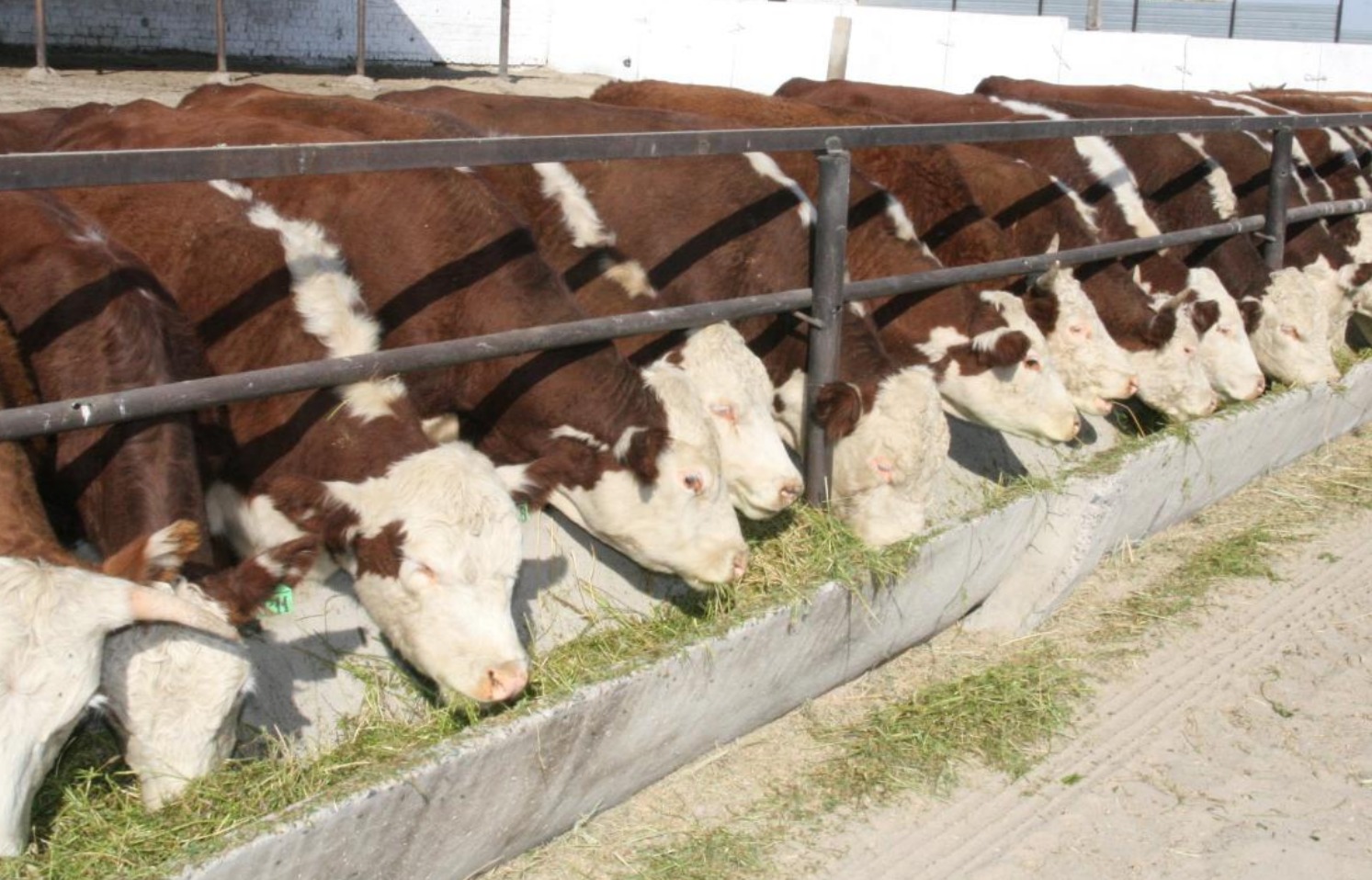 Жетісу облысында үш мыңнан астам шаруашылық мал өсірумен айналысады